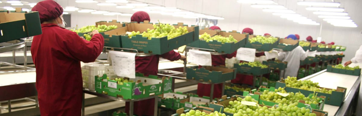 FIA lanza instrumentos para elevar competitividad del agro