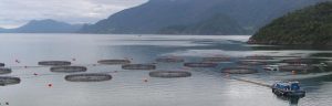 Industria salmonera en Chile alertó que su nivel de producción ha decaído ante Noruega