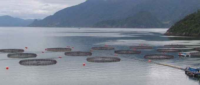 Industria salmonera en Chile alertó que su nivel de producción ha decaído ante Noruega